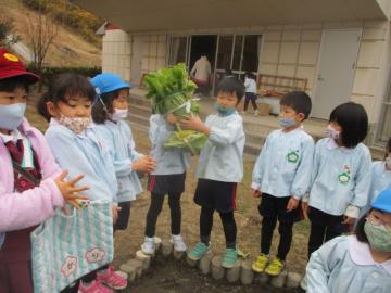 白菜の収穫をしている年長児